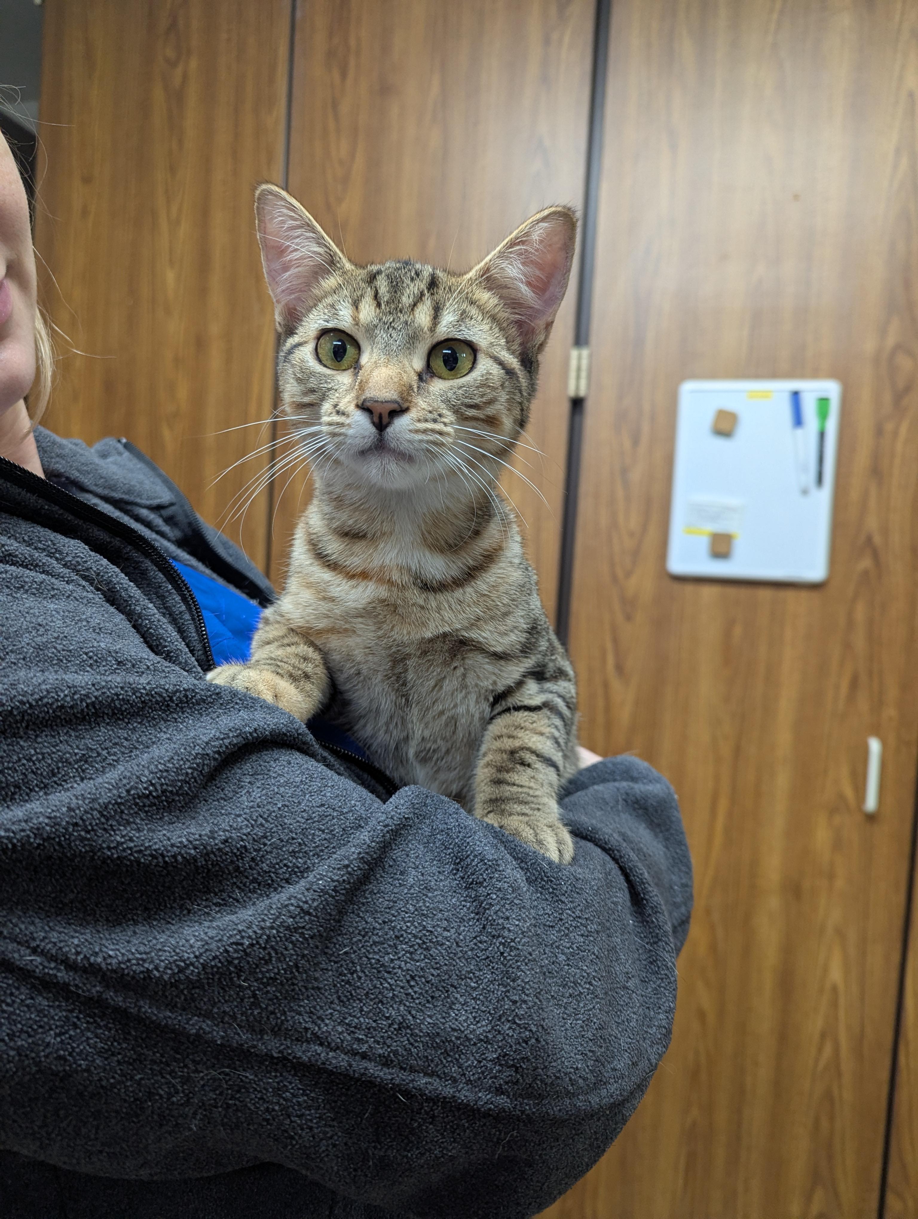 Enlarge Sandy, a ADOPTABLE Domestic Short Hair in Dickinson, ND image 2/2