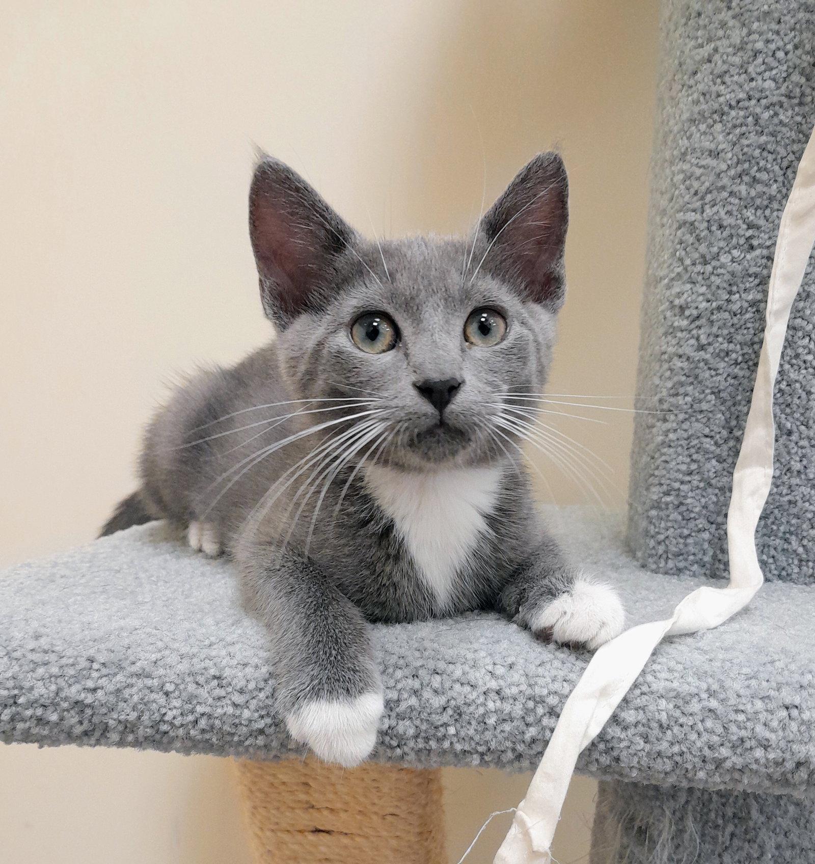 Enlarge Princess, a Adoptable Domestic Short Hair in Leesburg, VA image 2/3