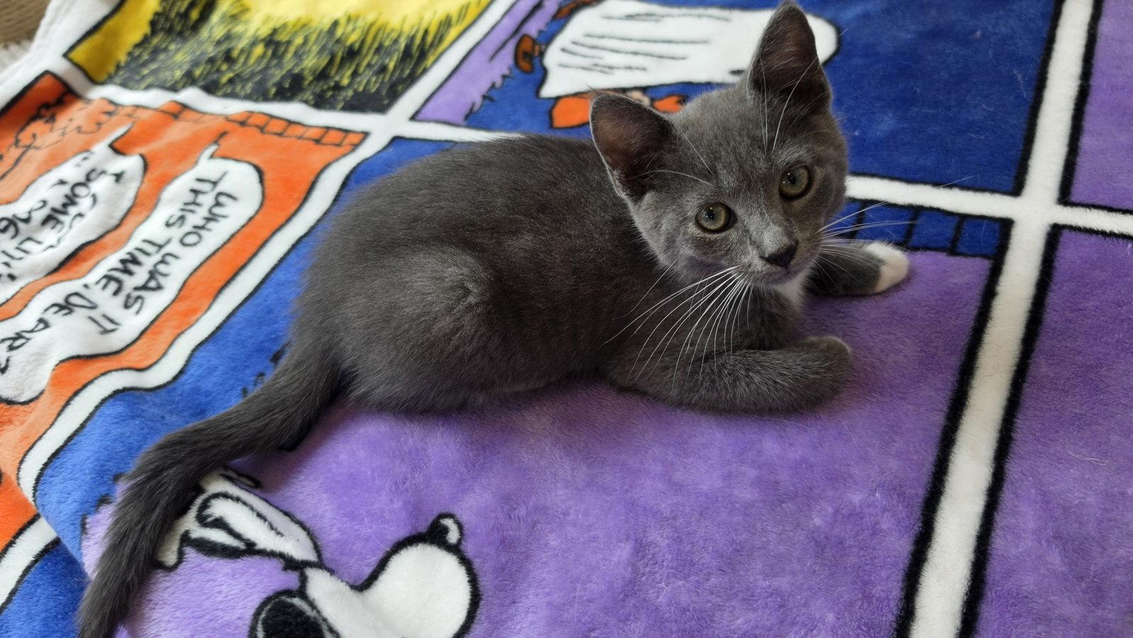 Enlarge Princess, a Adoptable Domestic Short Hair in Leesburg, VA image 3/3