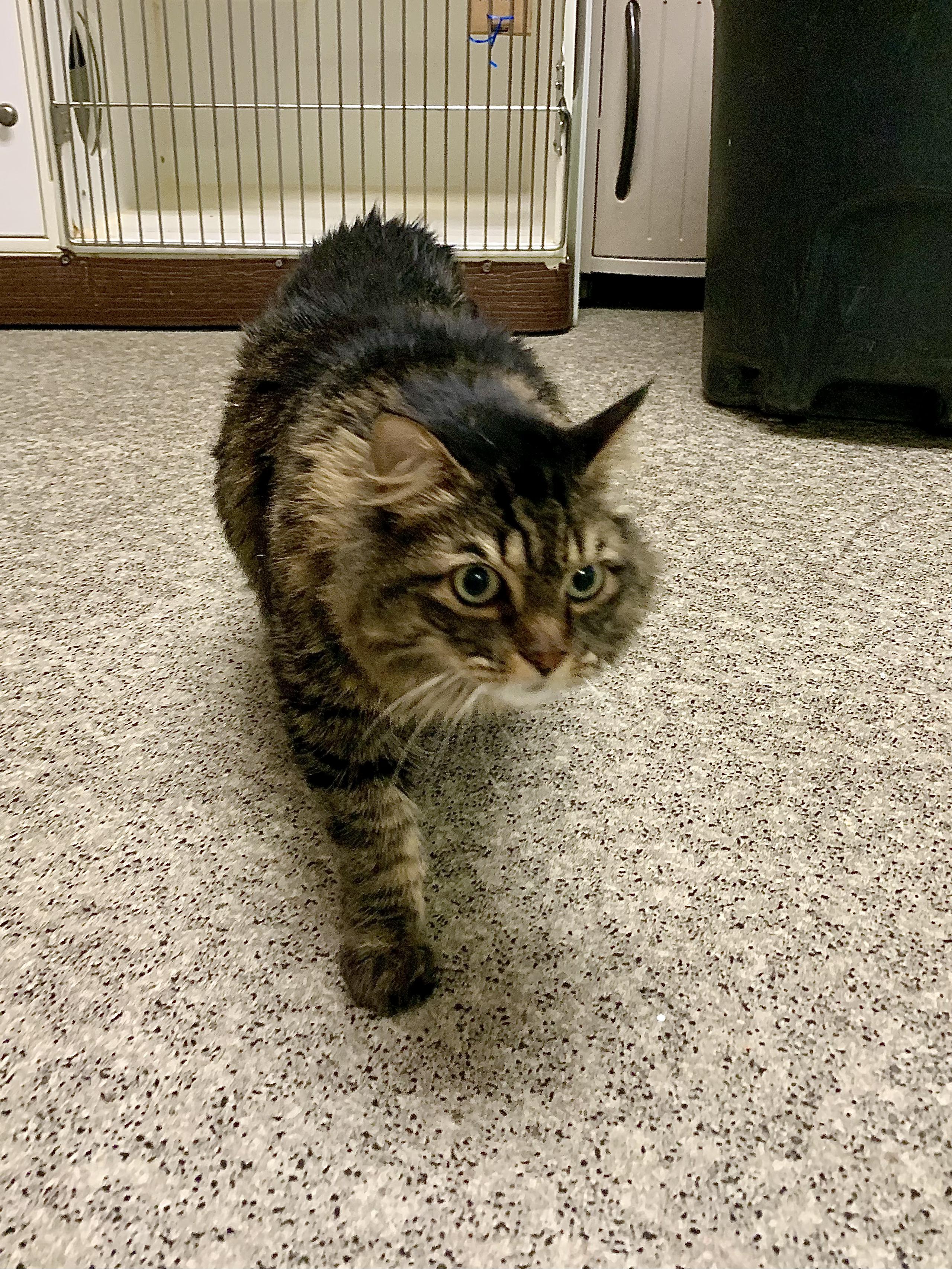 Enlarge Ricky, an adopted Domestic Long Hair in Grass Valley, CA image 3/3