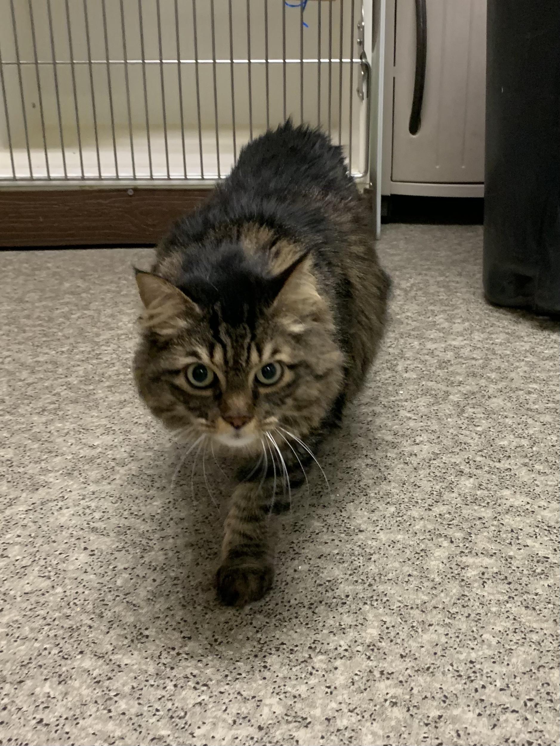 Enlarge Ricky, an adopted Domestic Long Hair in Grass Valley, CA image 2/3