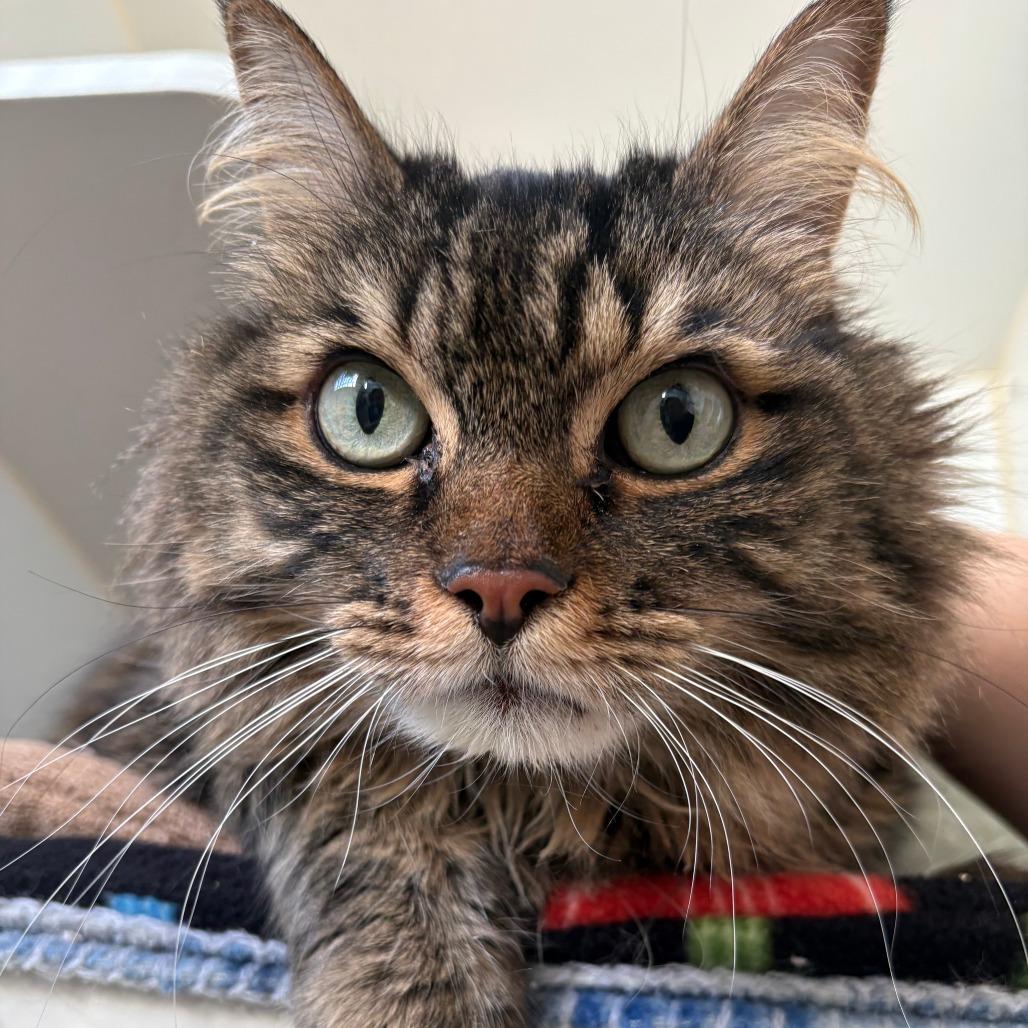Enlarge Ricky, an adopted Domestic Long Hair in Grass Valley, CA image 1/3