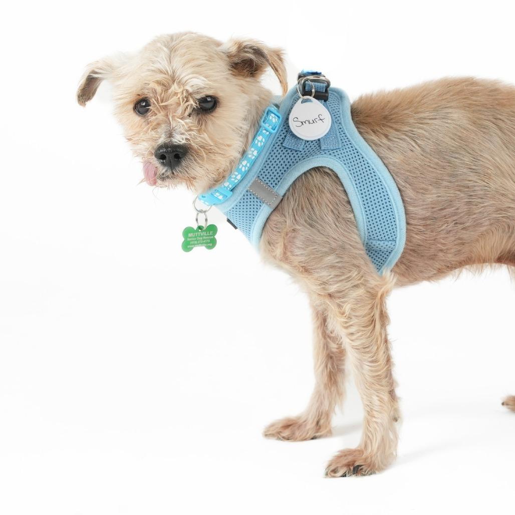 Smurf 14017, Adoptable, Senior Male Yorkshire Terrier.