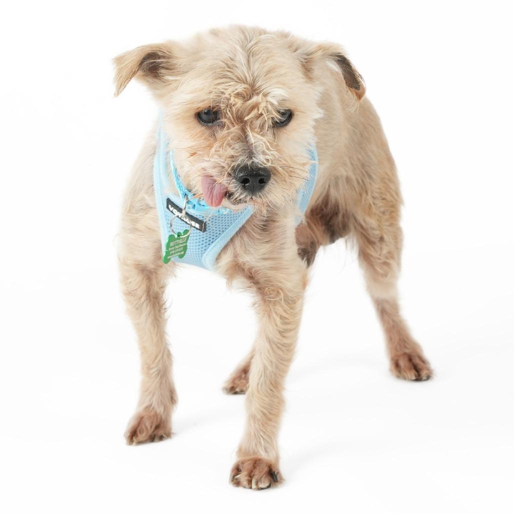 Enlarge Smurf 14017, a Adoptable Yorkshire Terrier in San Francisco, CA image 2/6