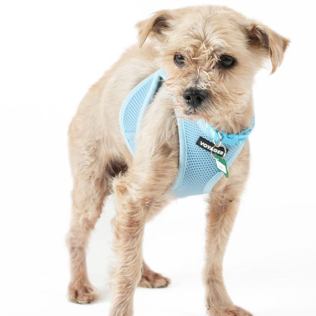 Enlarge Smurf 14017, a Adoptable Yorkshire Terrier in San Francisco, CA image 3/6