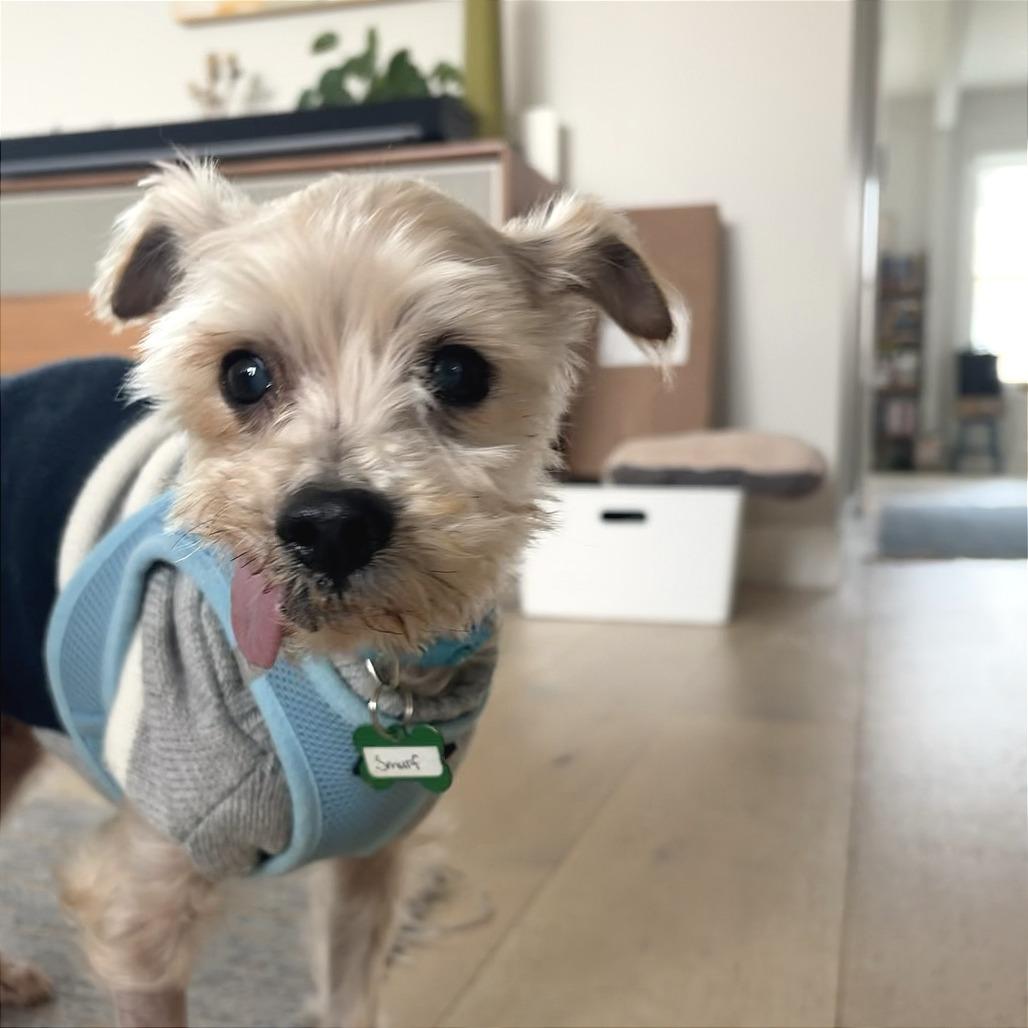 Enlarge Smurf 14017, a Adoptable Yorkshire Terrier in San Francisco, CA image 4/6