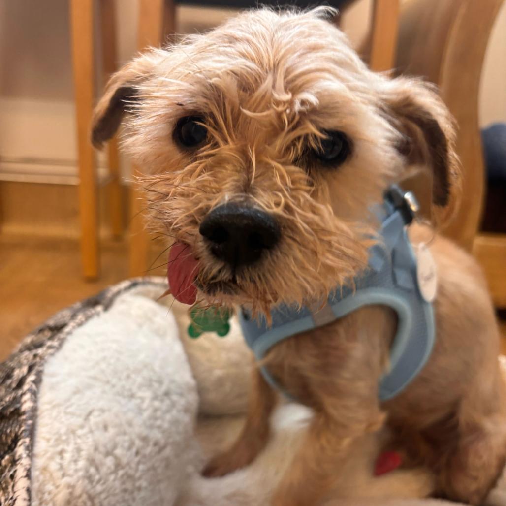 Enlarge Smurf 14017, a Adoptable Yorkshire Terrier in San Francisco, CA image 5/6