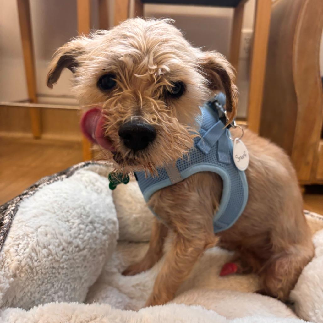 Enlarge Smurf 14017, a Adoptable Yorkshire Terrier in San Francisco, CA image 6/6