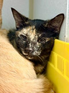 Enlarge Katara, an adopted Domestic Short Hair in Winter Haven, FL image 2/2