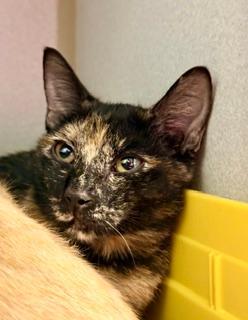 Katara, adopted, Kitten Female Domestic Short Hair.