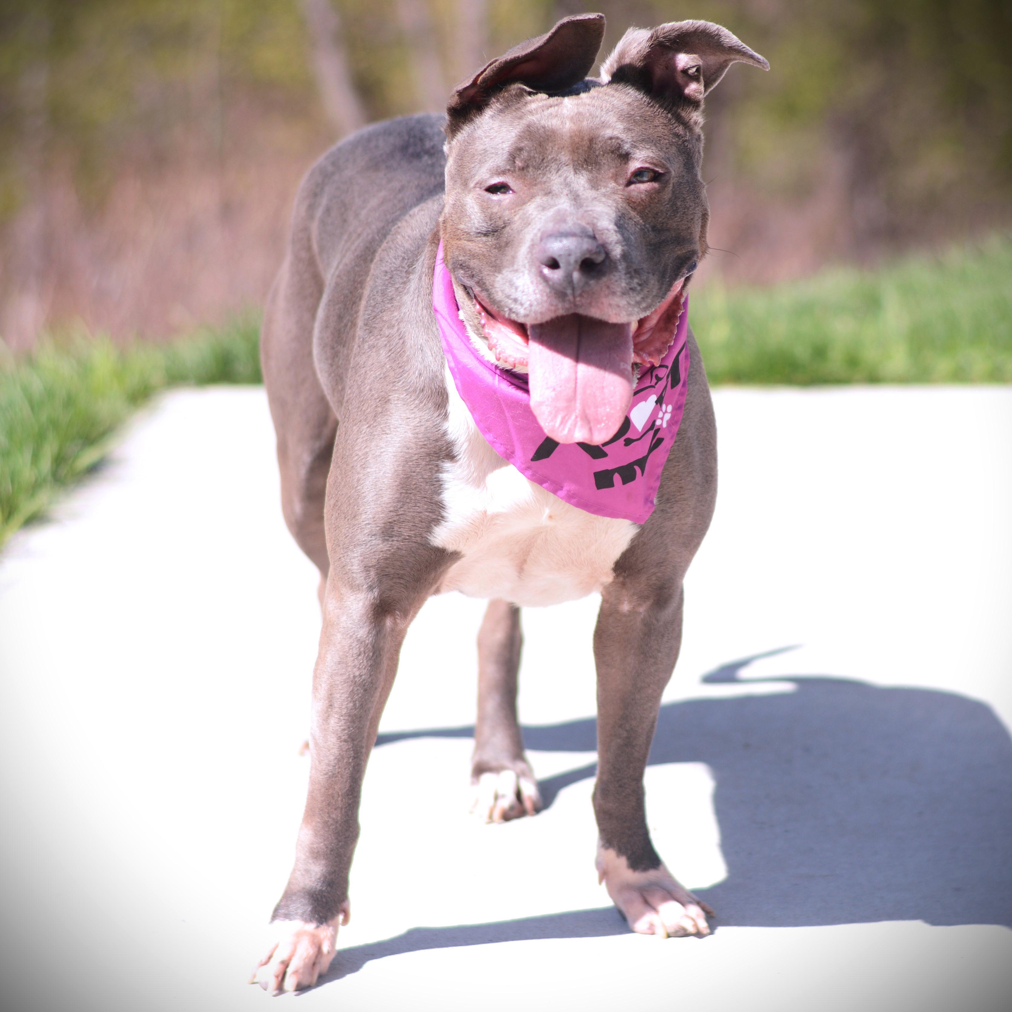 Darla, an adoptable mixed breed in Amsterdam, NY image 2/2