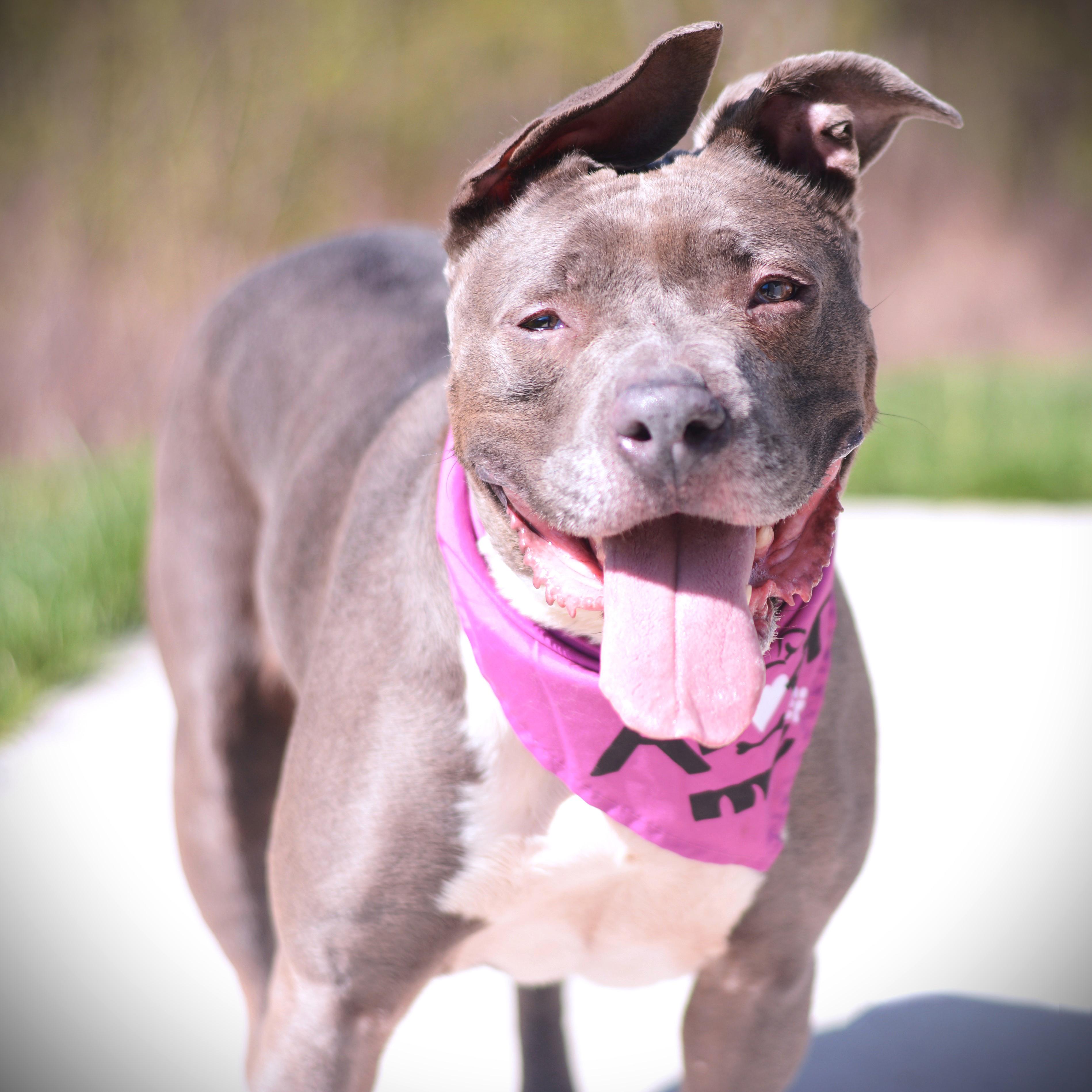 Darla, adoptable, Adult Female Terrier.