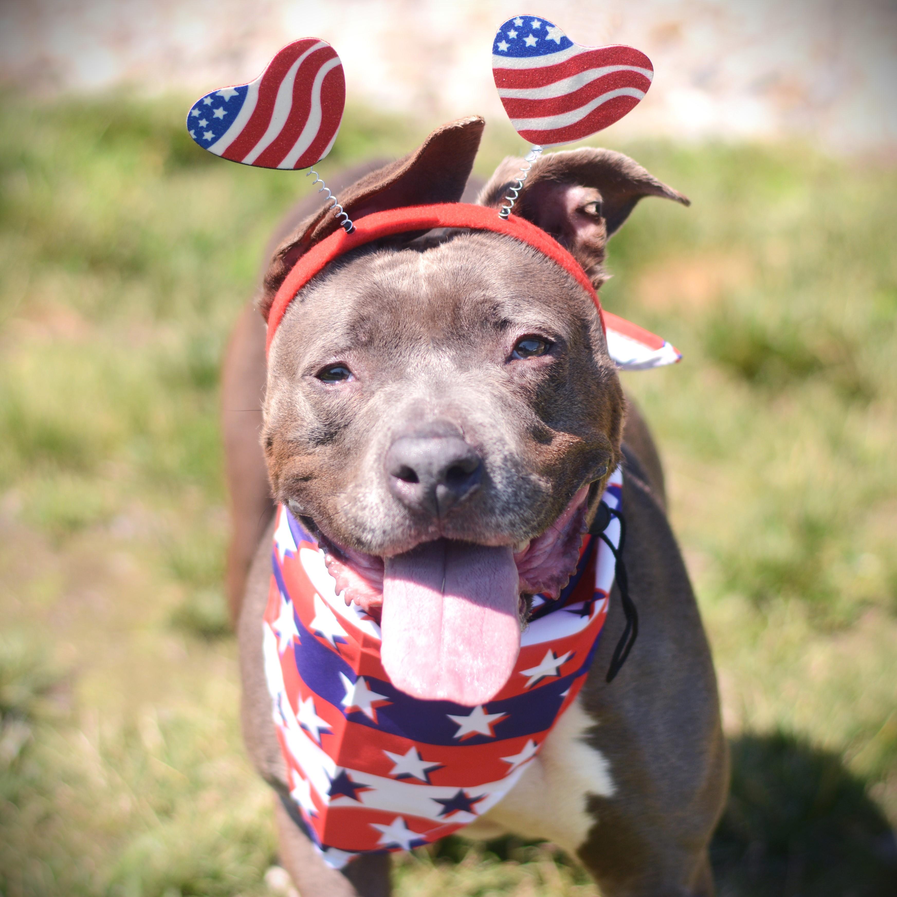 Darla, adoptable, Adult Female Terrier.