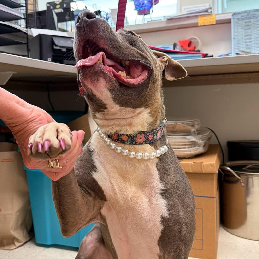 Enlarge Darla, a Adoptable mixed breed in Amsterdam, NY image 2/6