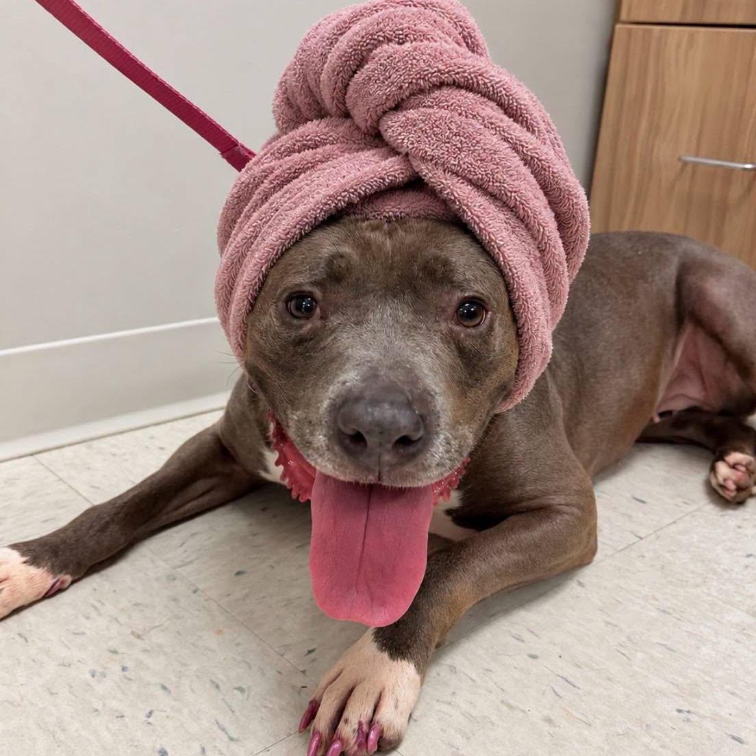 Darla, Adoptable, Adult Female Terrier.