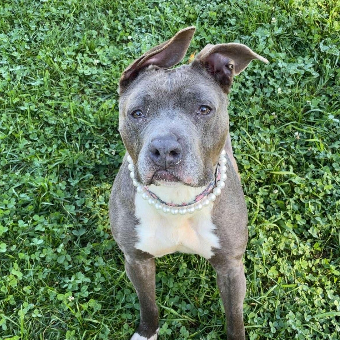 Enlarge Darla, a Adoptable mixed breed in Amsterdam, NY image 3/6