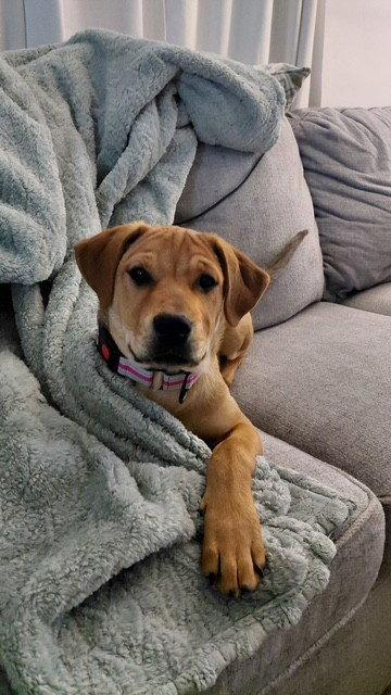Olive, Adoptable, Puppy Female Labrador Retriever & German Shepherd Dog.