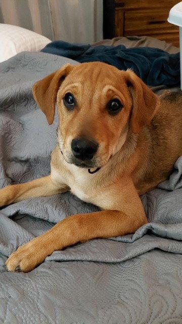 Enlarge Olive, a Adoptable mixed breed in Fort Wayne, IN image 2/3