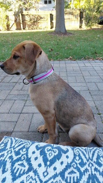 Enlarge Olive, a Adoptable mixed breed in Fort Wayne, IN image 3/3