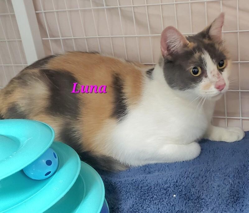 Lunar Eclipse (Luna), a Adoptable mixed breed in Diamond Springs, CA image 1/2
