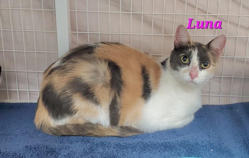 Lunar Eclipse (Luna), a Adoptable mixed breed in Diamond Springs, CA image 2/2