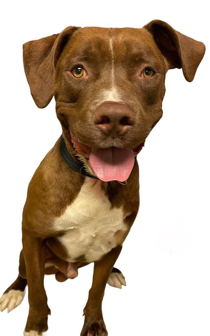 Gon, a Adoptable mixed breed in Las Vegas, NV image 1/2