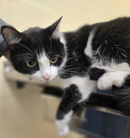 Gretel, Adoptable, Senior Female Domestic Short Hair & Domestic Short Hair.