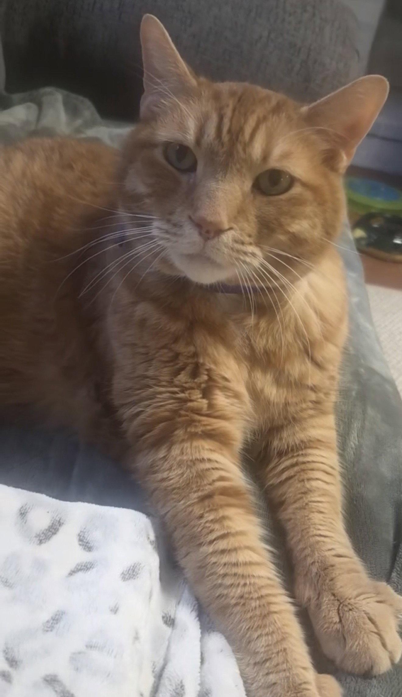 Peanut, Adoptable, Senior Male Domestic Short Hair.