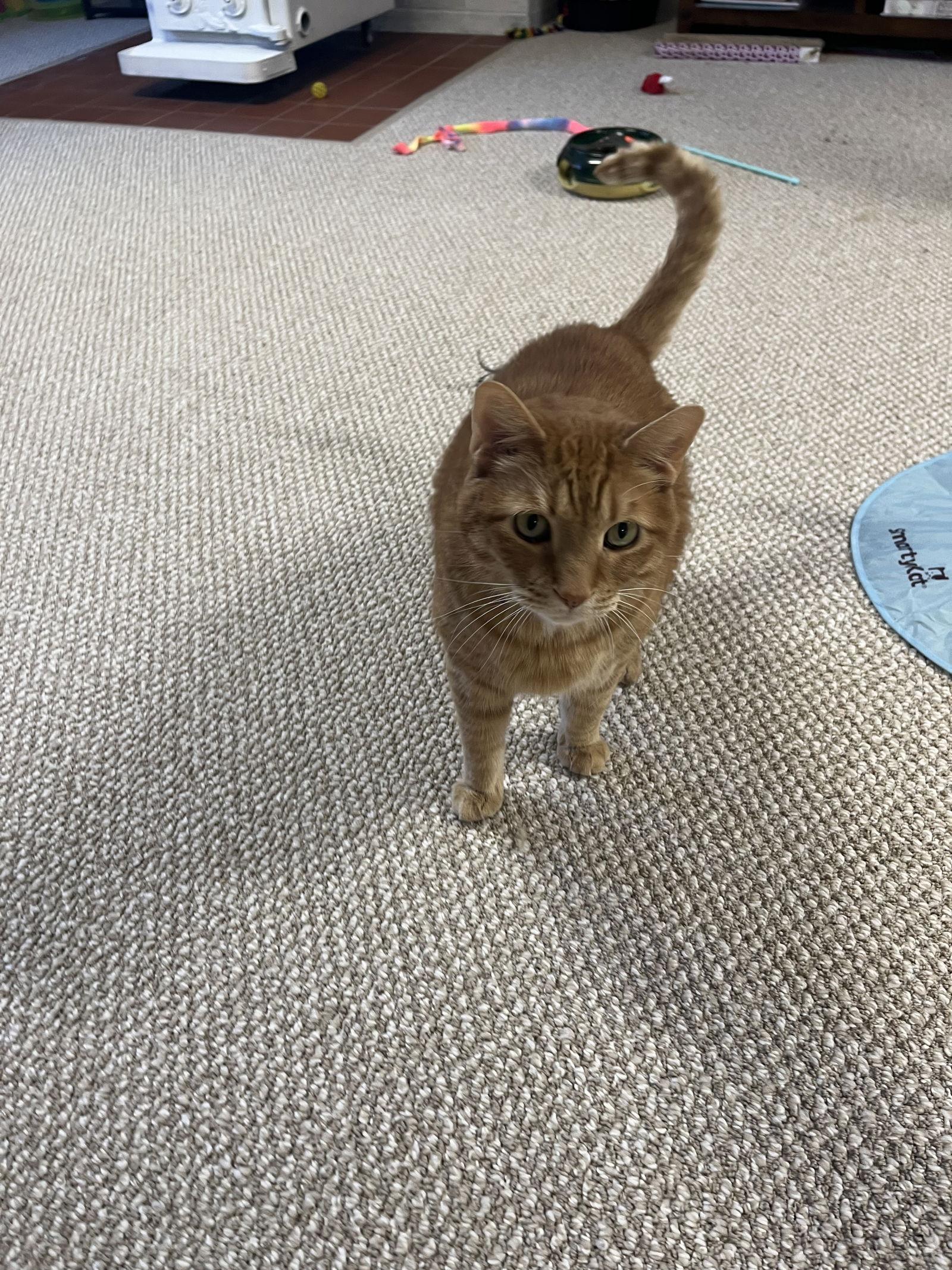 Peanut, Adoptable, Senior Male Domestic Short Hair.