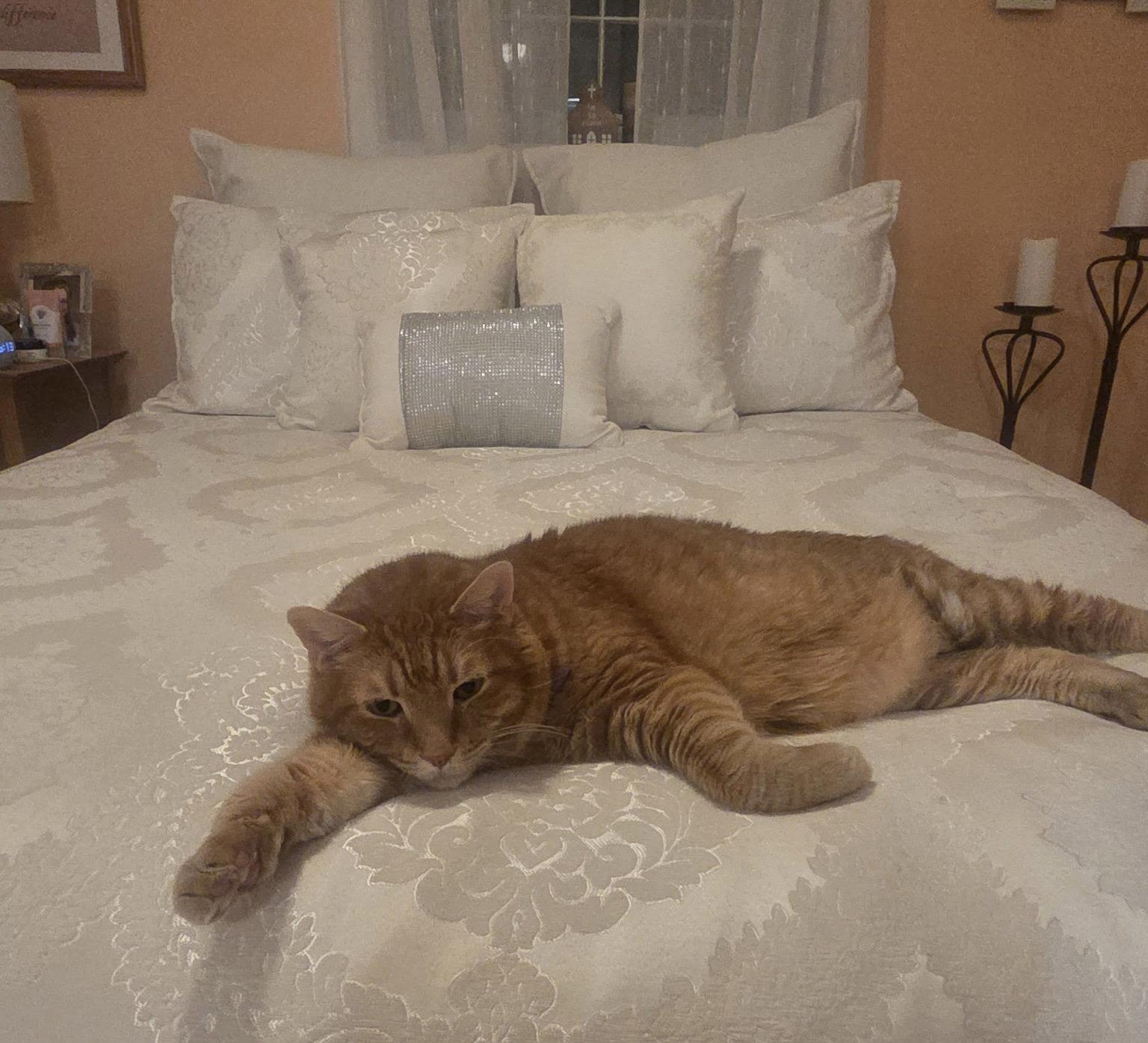 Enlarge Peanut, a Adoptable Domestic Short Hair in East Derry, NH image 3/3