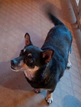 Enlarge Mutt, a Adoptable mixed breed in Post, TX image 1/1