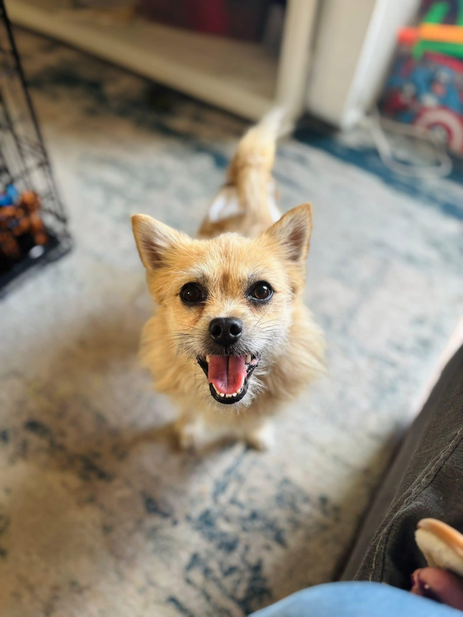 Buddy