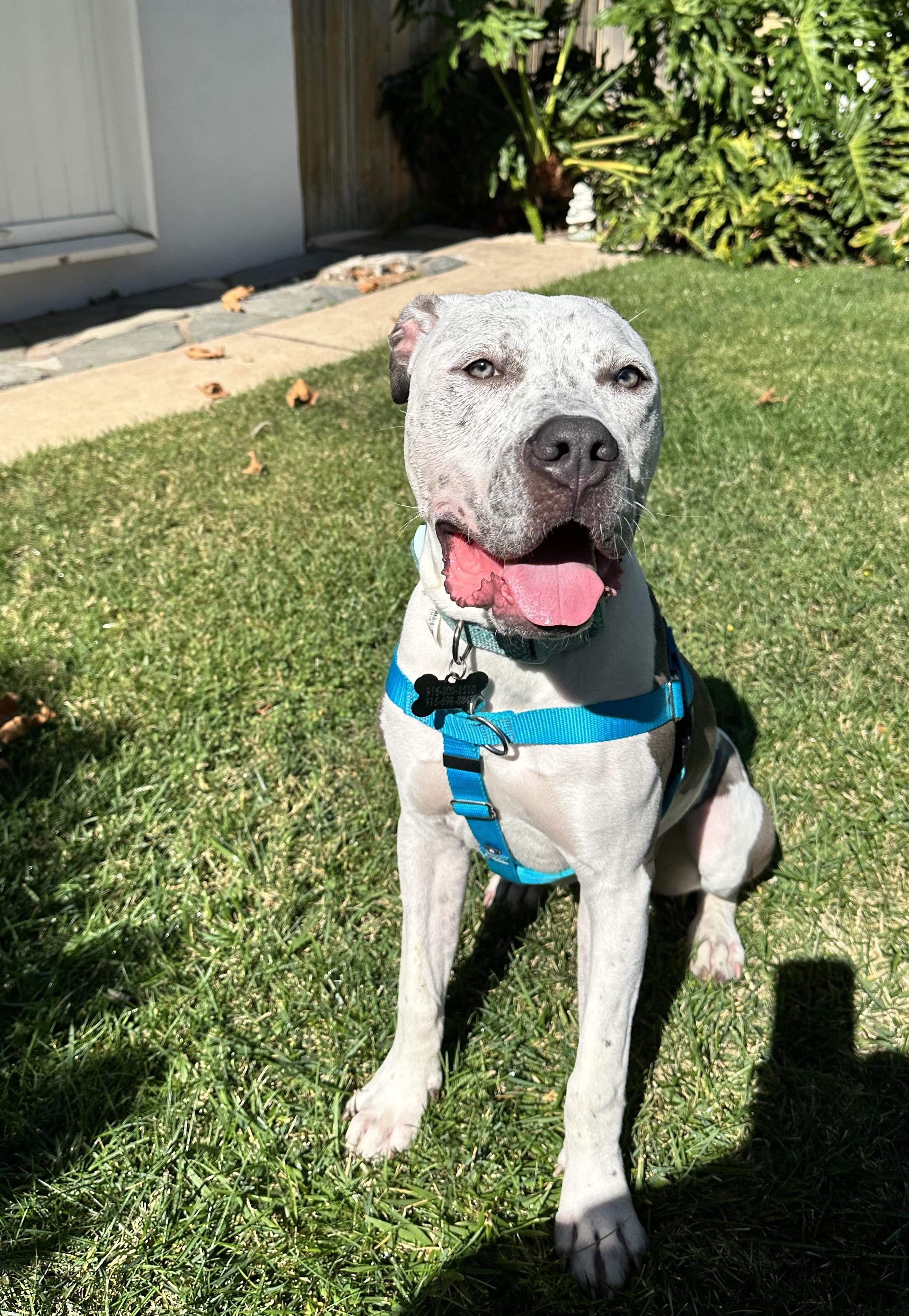 Buddha the Pup with a Huge Heart , a Adoptable mixed breed in Ojai, CA image 2/5