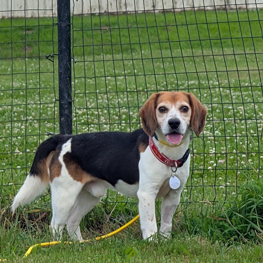 Bowser, Adoptable, Adult Male Beagle.