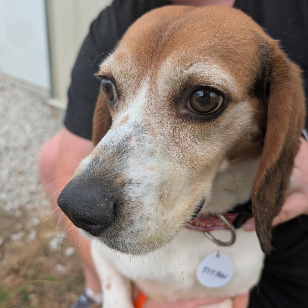 Bowser, a Adoptable Beagle in Nowata, OK image 2/2