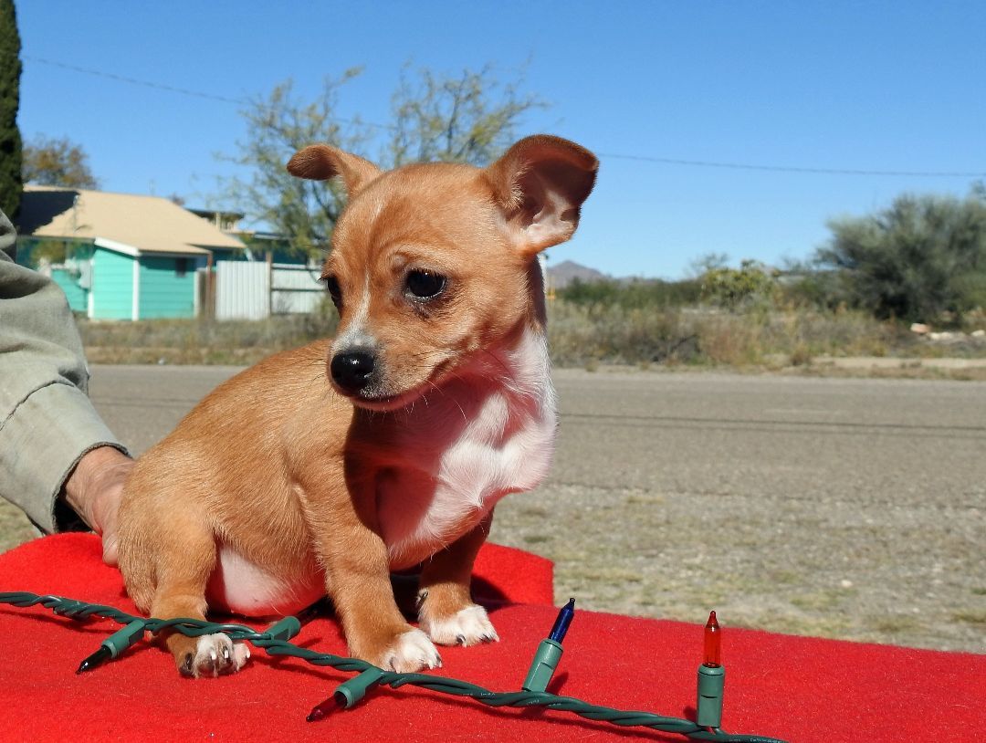 Enlarge Chihuahua Mix Puppies, a Adopted mixed breed in Marathon, TX image 1/5