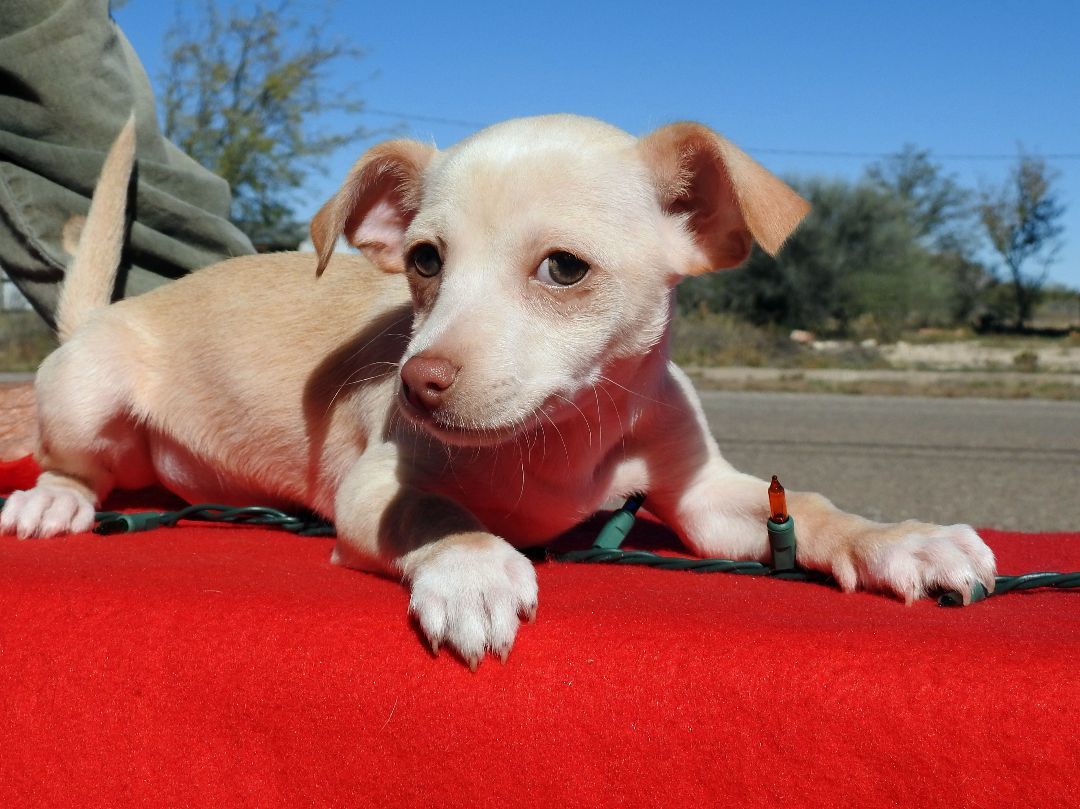Enlarge Chihuahua Mix Puppies, a Adopted mixed breed in Marathon, TX image 2/5