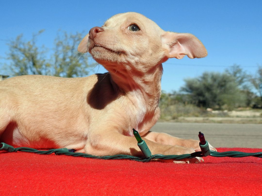 Enlarge Chihuahua Mix Puppies, a Adopted mixed breed in Marathon, TX image 3/5