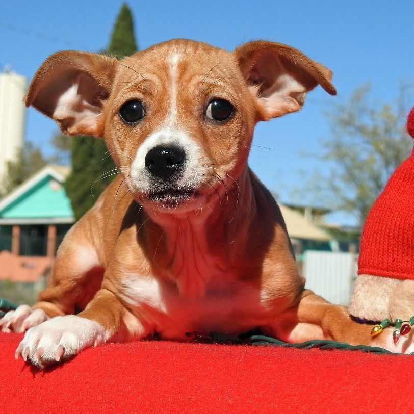 Enlarge Chihuahua Mix Puppies, a Adopted mixed breed in Marathon, TX image 4/5