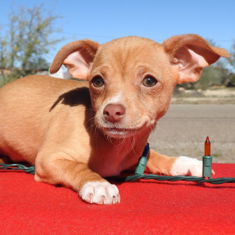 Enlarge Chihuahua Mix Puppies, a Adopted mixed breed in Marathon, TX image 5/5