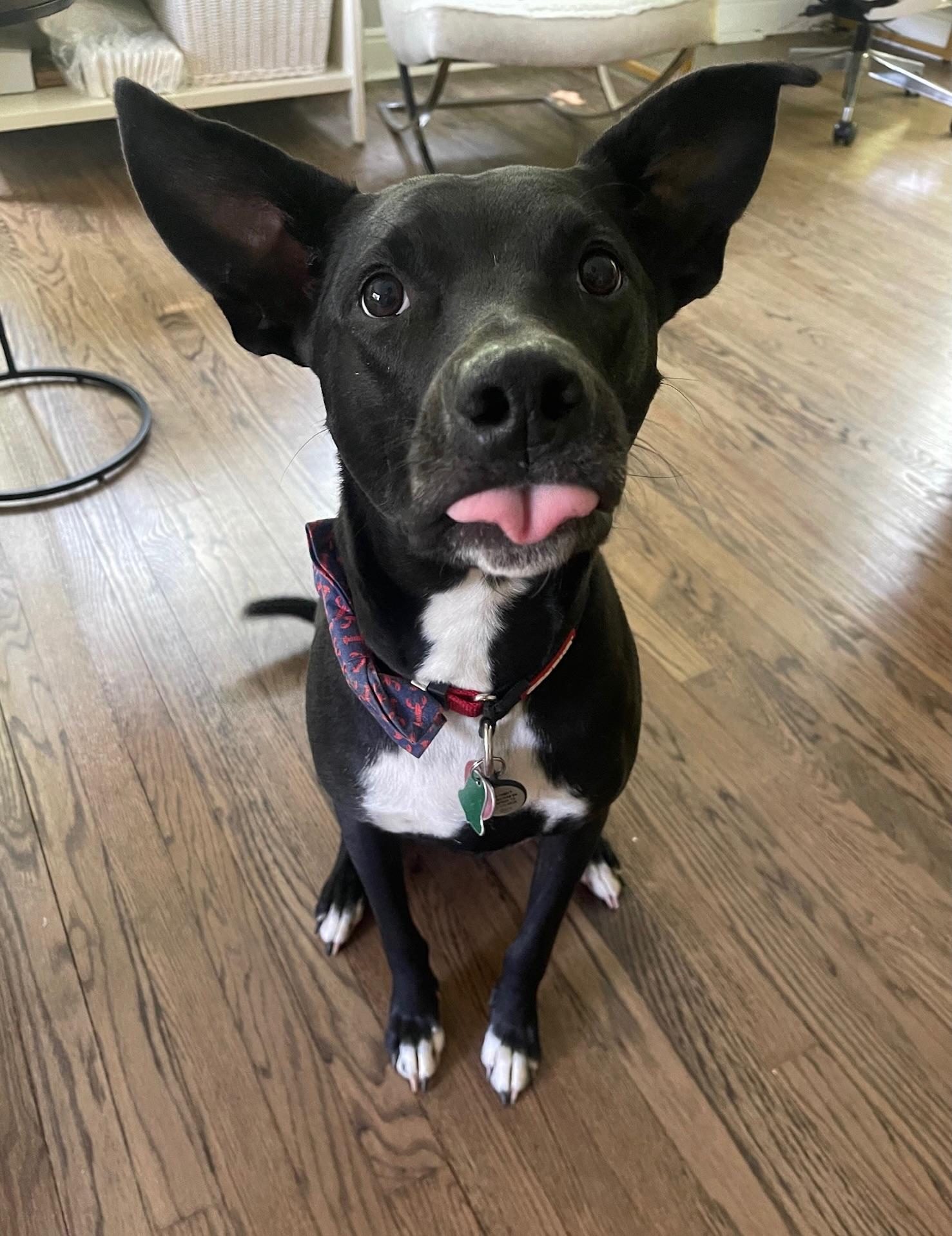 Enlarge Mallomar, a ADOPTABLE mixed breed in Sagaponack, NY image 1/6