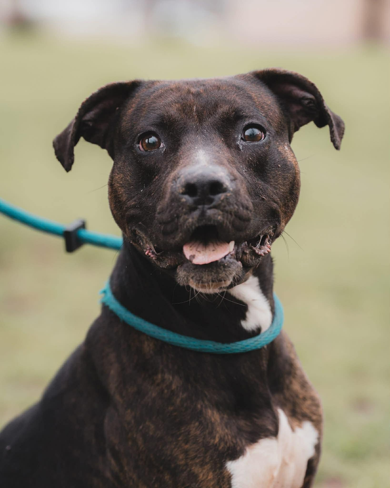 Enlarge Skippy, a ADOPTABLE mixed breed in Springfield, IL image 1/2