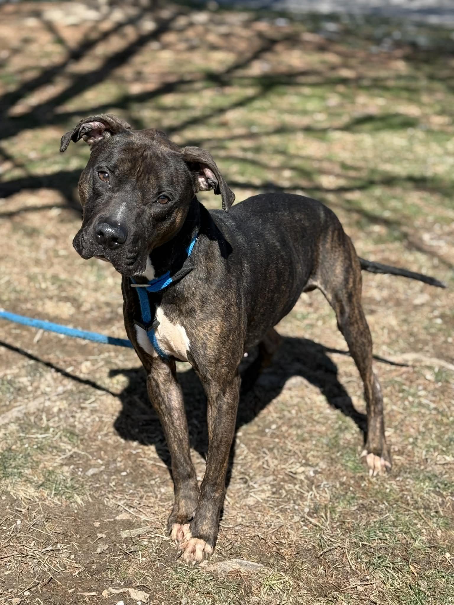 Enlarge Skippy, a ADOPTABLE mixed breed in Springfield, IL image 2/2
