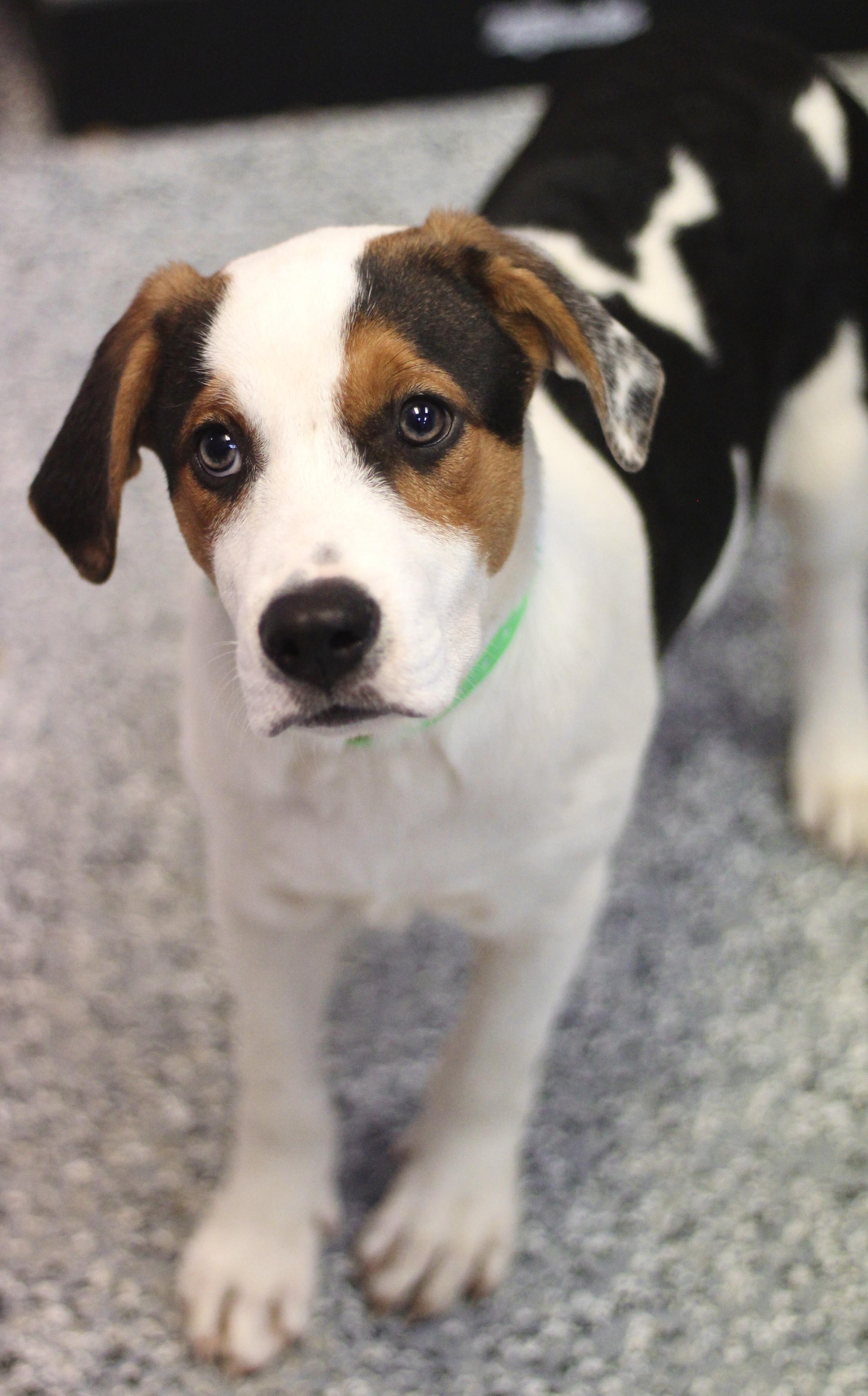 Jigsaw in NH! Come Meet our Adoptable Dogs Wednesday-Saturday. More info in Bio!
