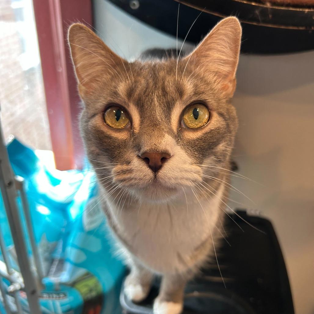 Enlarge Ron Swanson, a Adoptable Domestic Short Hair in Alexandria, VA image 1/2