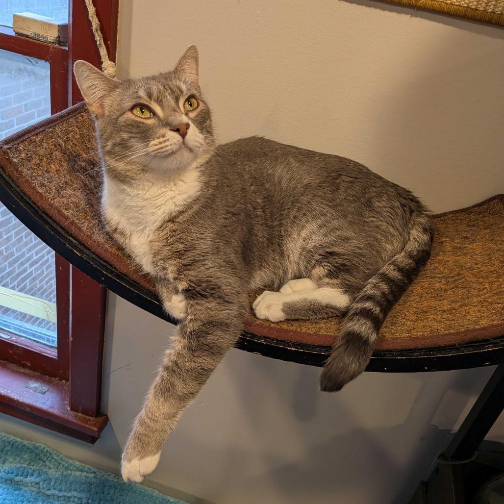 Enlarge Ron Swanson, a Adoptable Domestic Short Hair in Alexandria, VA image 2/2