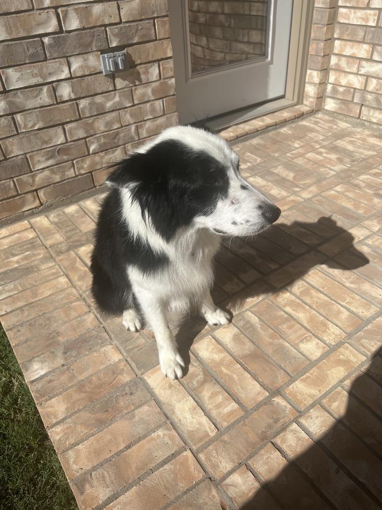 Burke #1214, an adopted Border Collie in Allen, TX image 1/4
