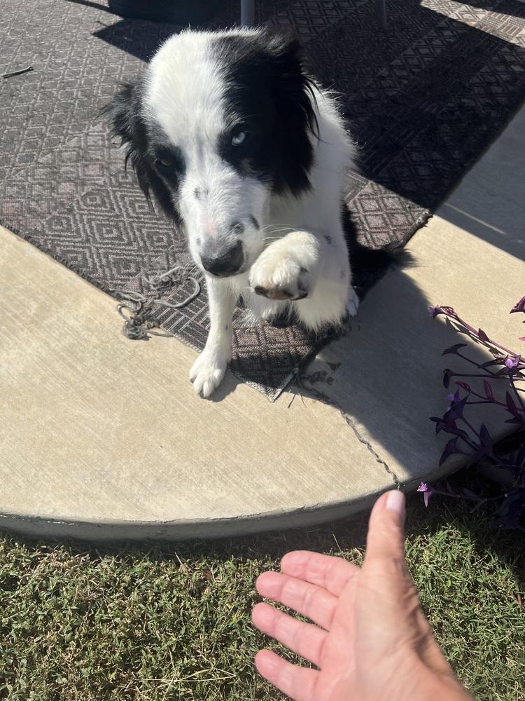 Burke #1214, adopted, Adult Male Border Collie.