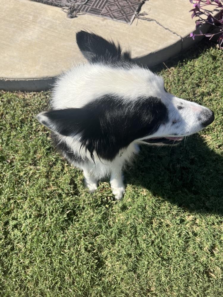 Burke #1214, an adopted Border Collie in Allen, TX image 3/4
