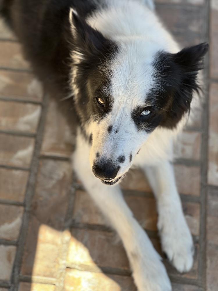Burke #1214, an adopted Border Collie in Allen, TX image 4/4